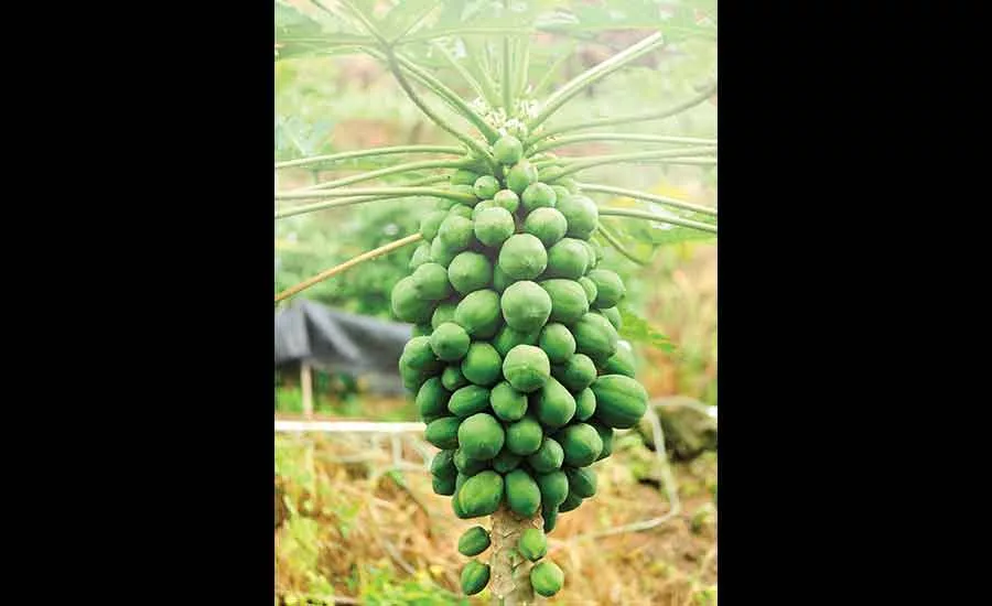 Papaya_EDC_900