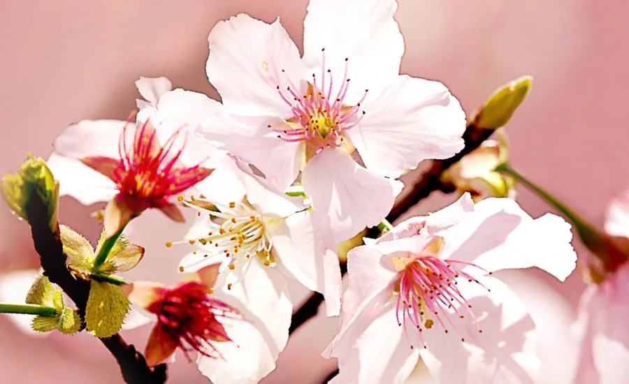 Kerry_Botanicals_2021_900