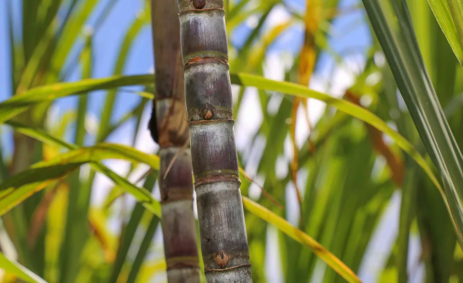 ASR_Sugarcane_900