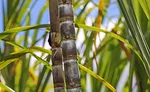 ASR_Sugarcane_900