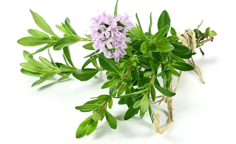 Omya_Thyme_900.jpg