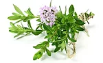 Omya_Thyme_900.jpg