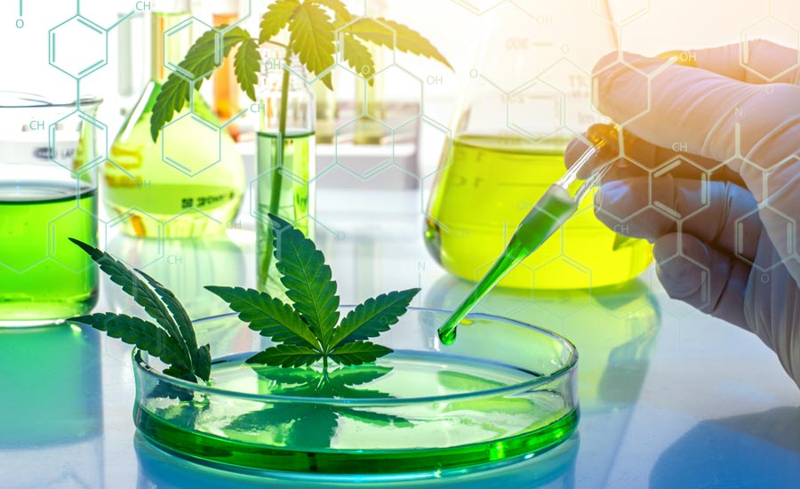 Cannabis Leaves and Science Lab