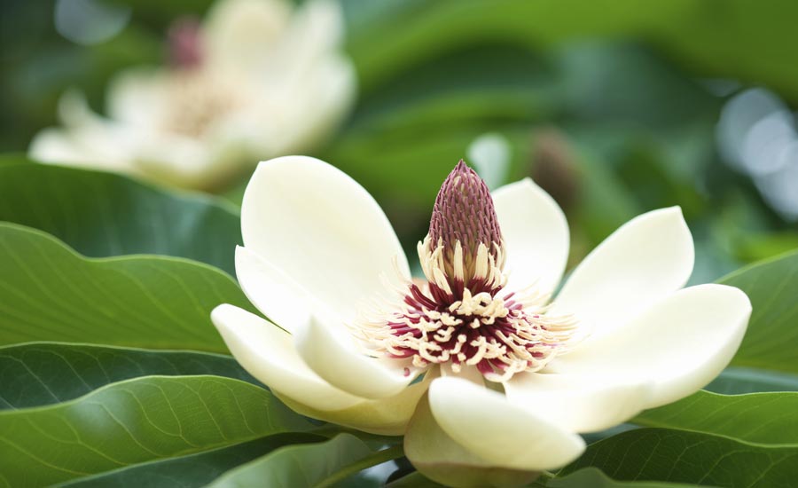 magnolia flower and leaves