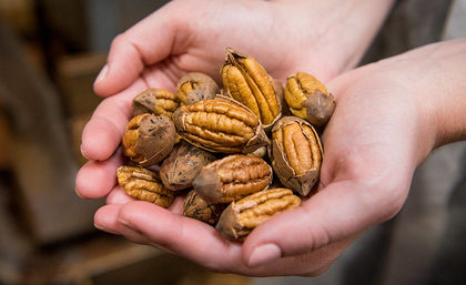 Handful of Partially Shelled Pecans