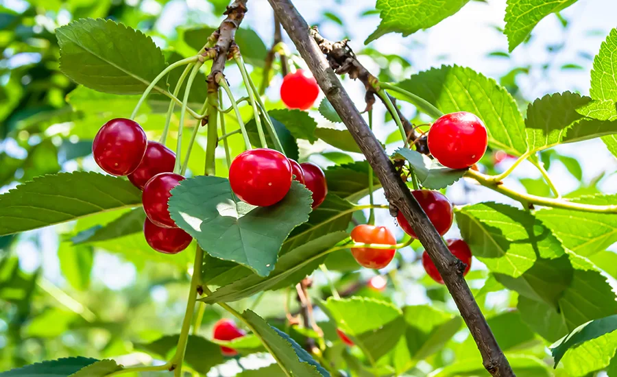 Cherry tree fruit branch A close-up of a fruit branch on a cherry tree.