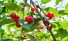  A close-up of a fruit branch on a cherry tree.